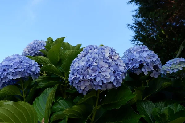 Голубые Цветы Гортензии Саду Весной Макрофилия Гипноза — стоковое фото