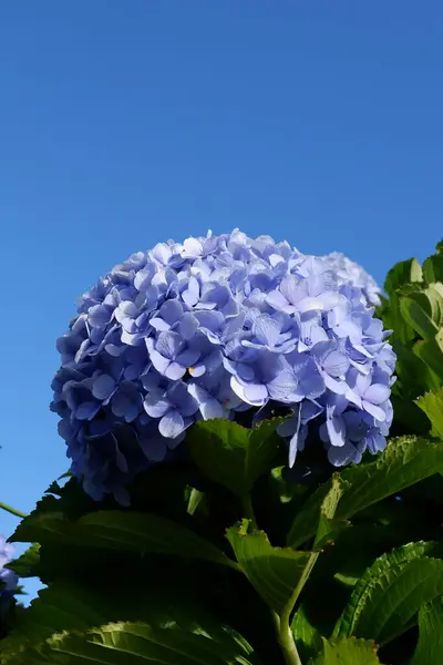 Flores Hortensias Jardín —  Fotos de Stock