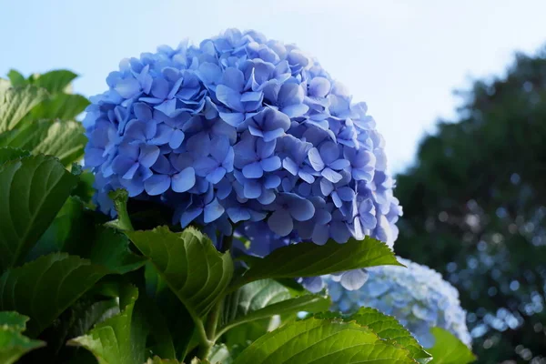 Красивые Цветы Гортензии Саду — стоковое фото
