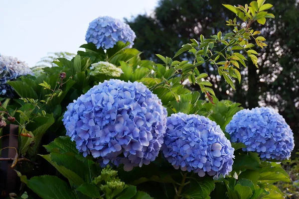 Una Hermosa Foto Una Flor Hortensia Jardín —  Fotos de Stock