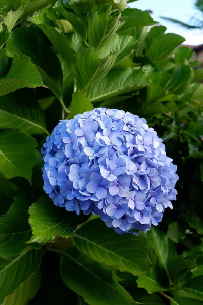 Цветы Гортензии Красивый Летний Фон — стоковое фото