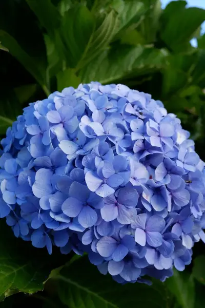 Blue Hydrangea Flowers Garden — Stock Photo, Image