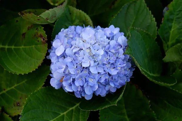 Mavi Ortanca Çiçekleri Bitki Yaprakları — Stok fotoğraf
