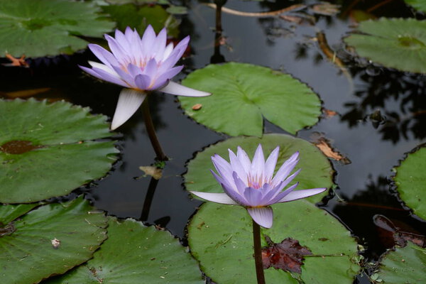 beautiful lotus flower in the pond