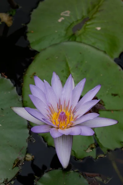 Mooie Lotusbloem Tuin — Stockfoto