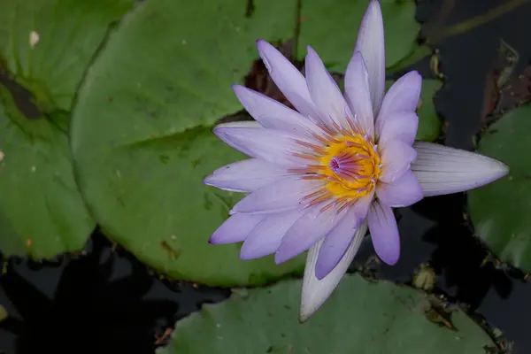 Close Lotus Flower Water — Stock Photo, Image