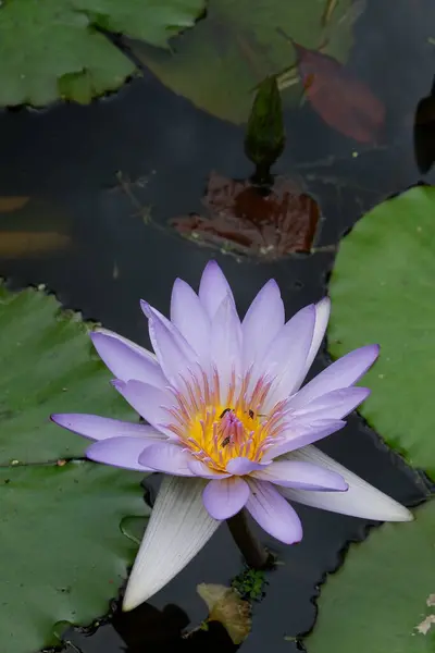Fleur Lotus Dans Étang — Photo