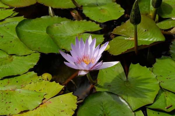 Kwiat Lilii Wodnych Nad Jeziorem — Zdjęcie stockowe