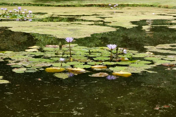Étang Aux Fleurs Lotus — Photo