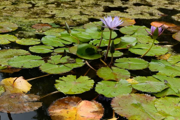 Lilia Wodna Lotus Stawie — Zdjęcie stockowe