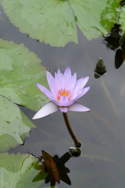 Квітка Водяної Лілії Квітка Лотоса Лотос — стокове фото