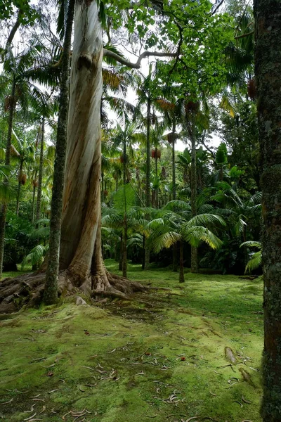 熱帯林の真ん中にある緑色のモスの大きな木は — ストック写真