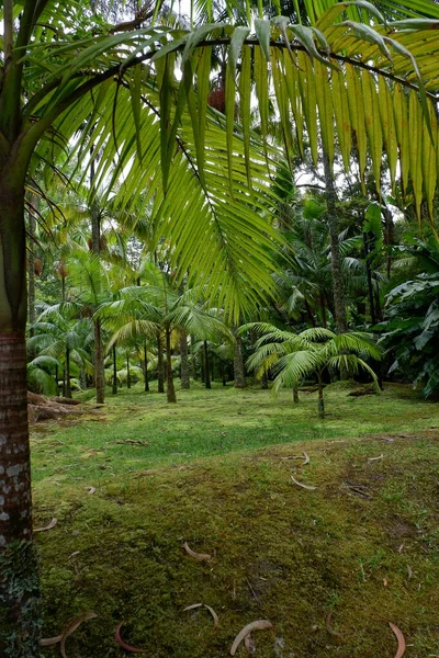 园中的棕榈树 — 图库照片