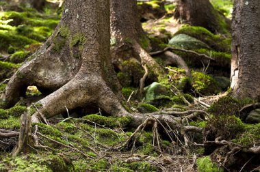 Yaşlı bir ağacın köklerinde yosun var.