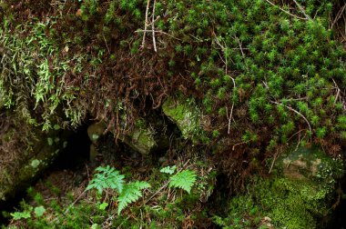 Ormandaki bir ağaçta yosun.