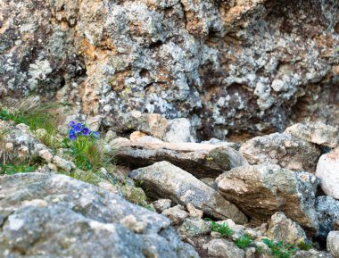 Kayalıklardaki çiçekler. Doğa
