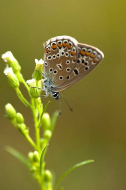 Kelebek, bitki ve hayvan, doğa bitkileri.