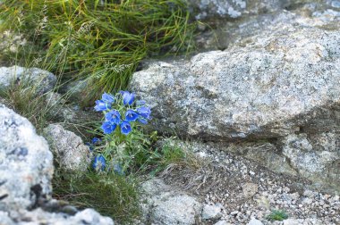 Dağlarda mavi çiçek