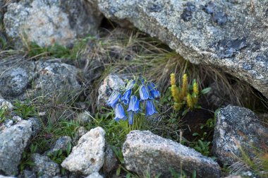 Dağlarda güzel mavi çiçekler