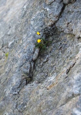 Taştan bir yüzeyde büyüyen sarı bir çiçeğin yakın plan çekimi.