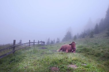 At dağlarda otluyor.