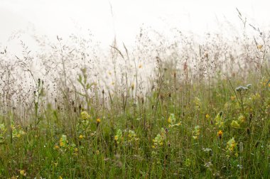 wild flowers on field clipart