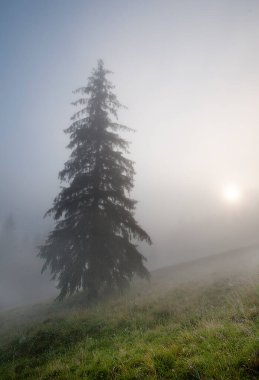 Ormanda sisli bir sabah