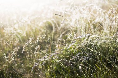 çimenler güneş ışığıyla