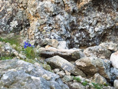 Dağlarda güzel çiçekler