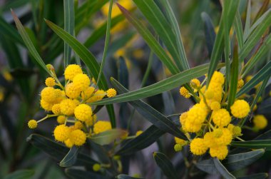 Mimoza çiçekleri, yakın görüş