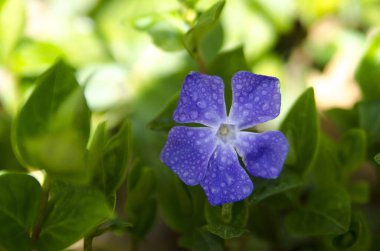 yeşil yaprakları ile mavi çiçek