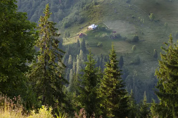 Prachtig Uitzicht Het Bos Bergen — Stockfoto