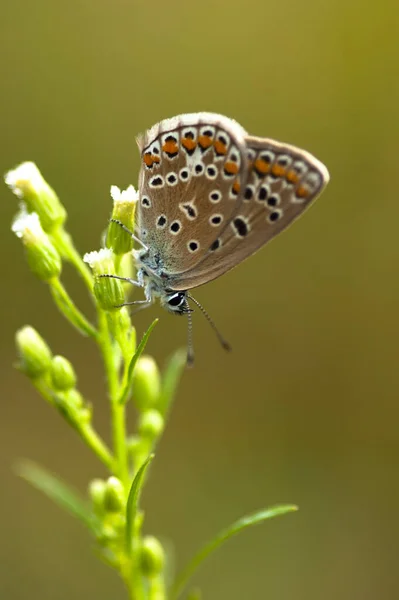 Motyl Flora Fauna Rośliny Przyrodnicze — Zdjęcie stockowe
