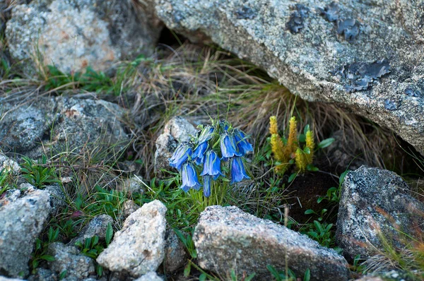 Hermosa Flor Azul Las Montañas — Foto de Stock