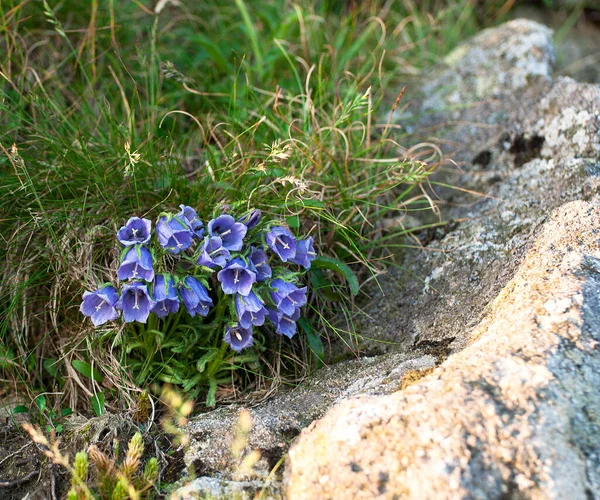 Фіолетові Квіти Горах — стокове фото