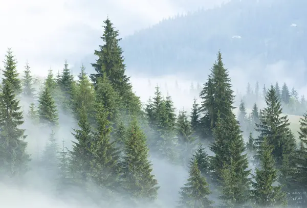 Sabah sisinde kış ormanı. Karpatlar, Ukrayna, Avrupa.