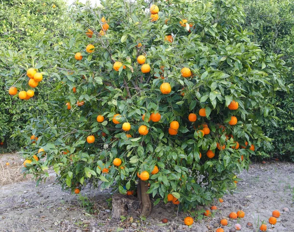 Fruits Orange Mûrs Sur Arbre — Photo