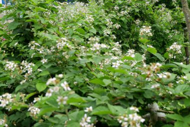 Bahçede beyaz çiçekler