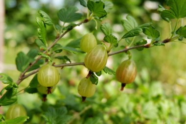 Yapraklı bektaşi üzümü. Çalının üzerinde olgun meyveler