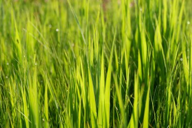 Bahçedeki yeşil çimenler