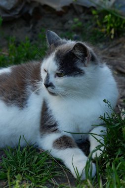 Şirin tüylü kedi yavrusu bahçede