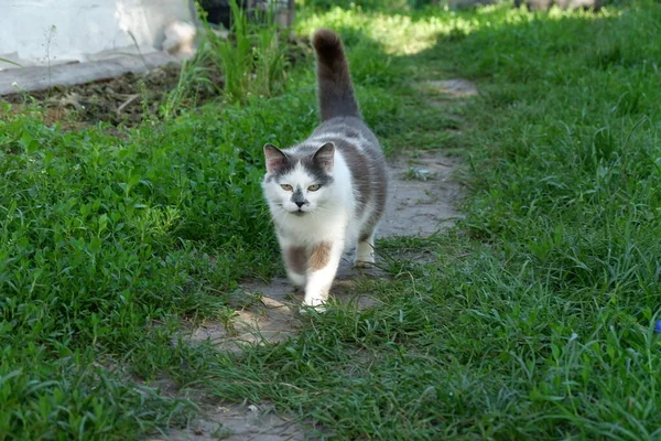 cat walking in the grass. cat in the garden