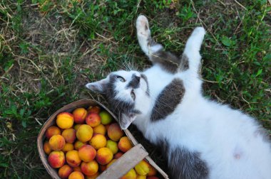 kedi ve sarı kayısılar