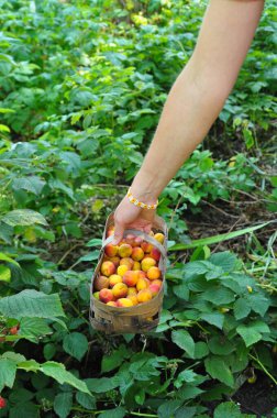 basket with yellow apricots in the garden