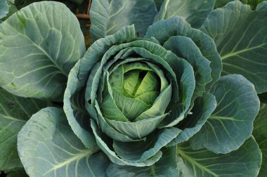 baş lahana yakın çekim