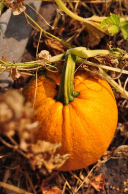 Portakal kabağıyla hayat