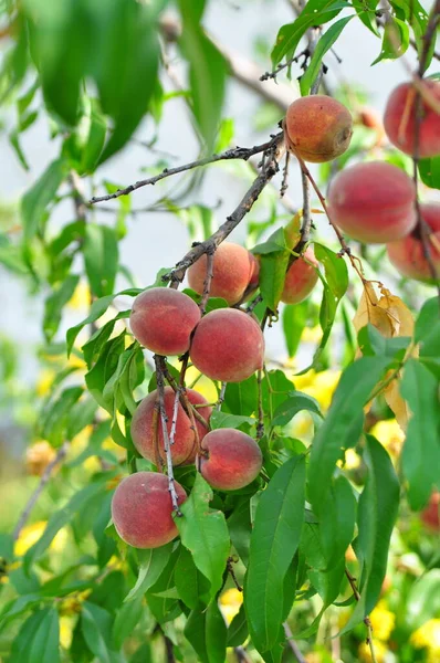 branch with peaches and leaves