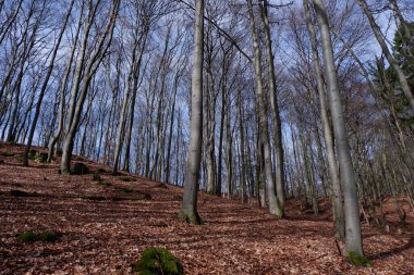 Güzel sonbahar manzarası, ağaçlar, orman.