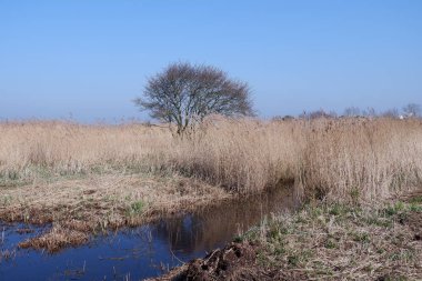 Hollanda 'nın kırsal kesimlerinde kuru sazlıklar olan manzara