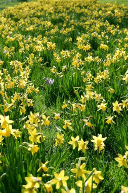 Bahçedeki güzel çiçekler